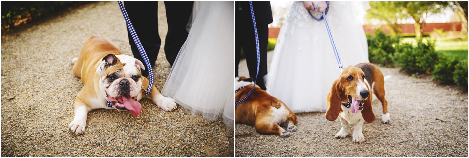 A wedding with dogs at Allerton Park Wedding.