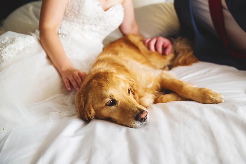 Springfield Illinois Wedding Photographer, bride and groom with pup portraits on wedding day