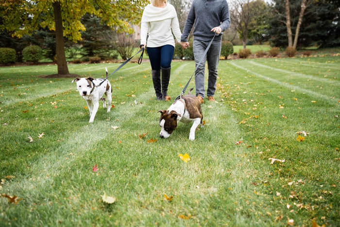 Bloomington fall engagement photos with dogs